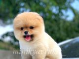Teddy Face Pomeranian Boo Yavrularımız