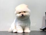 Ayı Surat Teacup Pomeranian Yavrularımız
