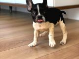 A Kalite French Bulldog Yavrular