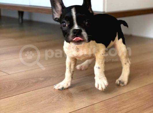 A Kalite French Bulldog Yavrular görsel