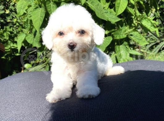 Sevi̇mli̇ Teacup Maltese Terri̇er Yavrular görsel
