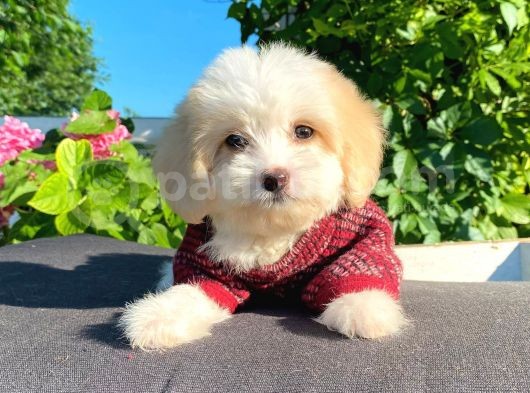 Oyuncu Malti̇poo Yavrular görsel