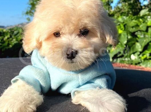 Malti̇poo Yavrular görsel