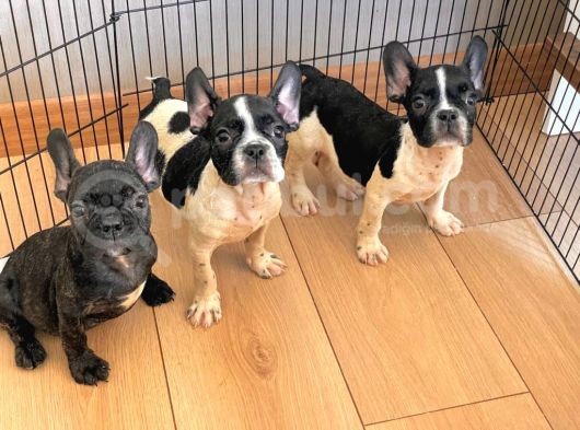 A Kalite French Bulldog Yavrular