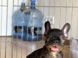 A Kalite French Bulldog Yavrular