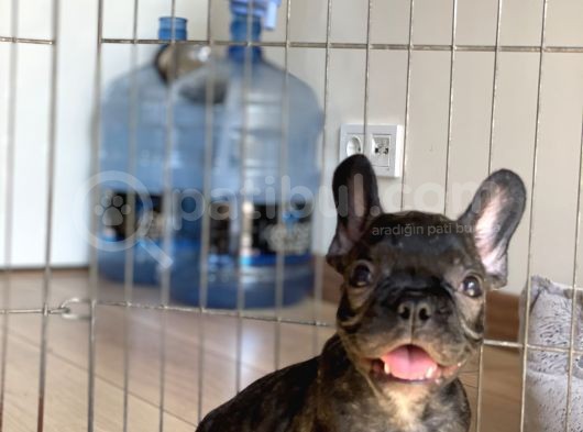 A Kalite French Bulldog Yavrular görsel