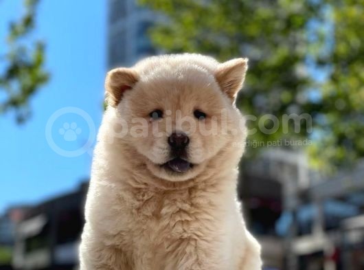 Baby Face Chow Chow Bebeğimiz görsel