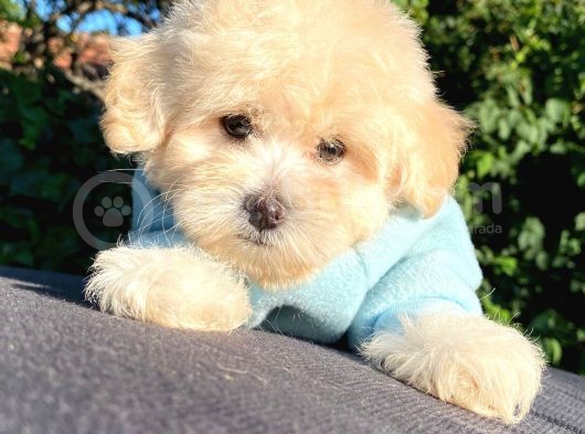 Malti̇poo Yavrular görsel