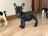 A Kalite French Bulldog Yavrular