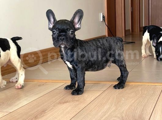A Kalite French Bulldog Yavrular görsel