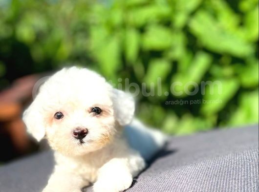 Sevi̇mli̇ Teacup Maltese Terri̇er Yavrular görsel