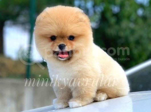 Teddy Face Pomeranian Boo Yavrularımız
