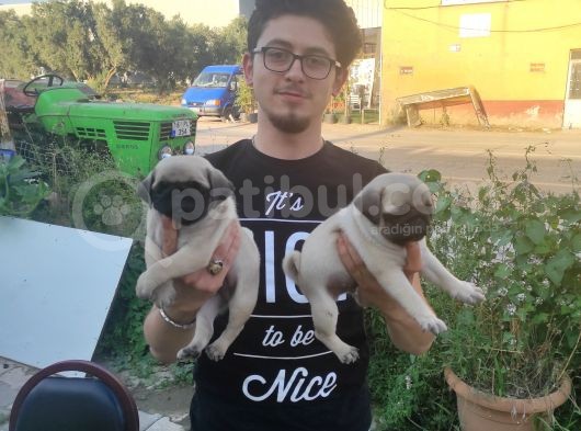 Safkan Pug Mops Erkek Bebekler görsel