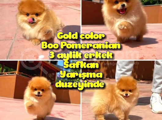 Basık Burun Ayı Surat Yarışma Adayı Safkan Boo Pomeranian