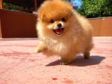 Basık Burun Ayı Surat Yarışma Adayı Safkan Boo Pomeranian