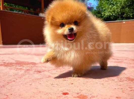 Basık Burun Ayı Surat Yarışma Adayı Safkan Boo Pomeranian görsel