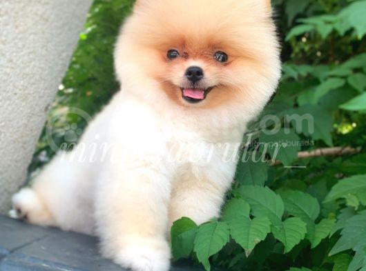 Teddy Face 3 Aylık 650 Gr Pomeranian Yavrularımız görsel