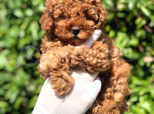 Toy Poodle Yavrular görsel
