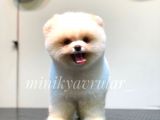 Irk Ve Sağlık Garantili Pomeranian Yavrularımız