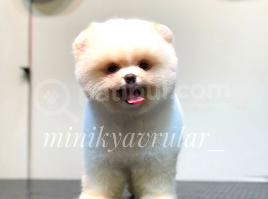 Irk Ve Sağlık Garantili Pomeranian Yavrularımız görsel
