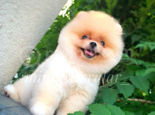 Teddy Face 3 Aylık 650 Gr Pomeranian Yavrularımız