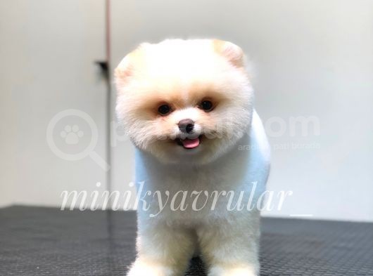 Irk Ve Sağlık Garantili Pomeranian Yavrularımız görsel