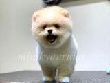 Ayı Surat Safkan Pomeranian Yavrularımız