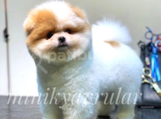 Safkan Irk Garantili Pomeranian Yavrularımız görsel