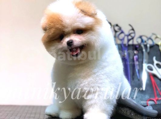 Safkan Irk Garantili Pomeranian Yavrularımız