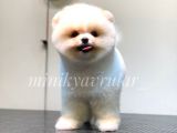 Irk Ve Sağlık Garantili Pomeranian Yavrularımız