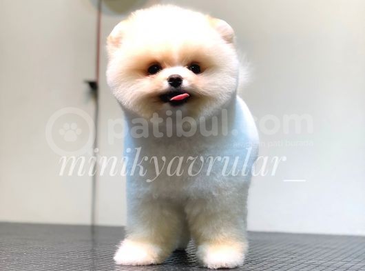 Irk Ve Sağlık Garantili Pomeranian Yavrularımız