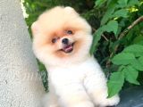 Teddy Face 3 Aylık 650 Gr Pomeranian Yavrularımız