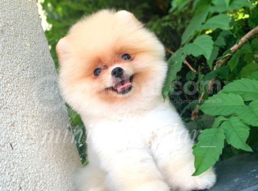 Teddy Face 3 Aylık 650 Gr Pomeranian Yavrularımız görsel