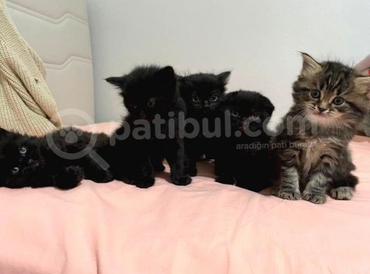 4 Tane Yavru Kedi 50 Günlük görsel
