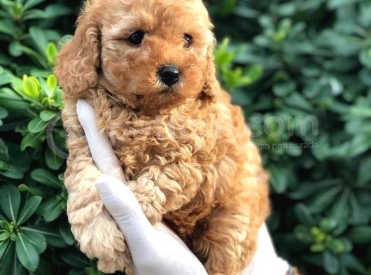 Toy Poodle Yavrular (Red, Red Brown, Apricot, Silver, Siyah) görsel