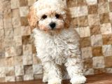 Toy Poodle Yavrular (Red, Red Brown, Apricot, Silver, Siyah)