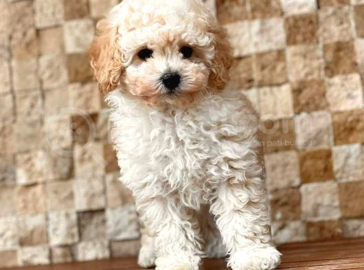 Toy Poodle Yavrular (Red, Red Brown, Apricot, Silver, Siyah) görsel