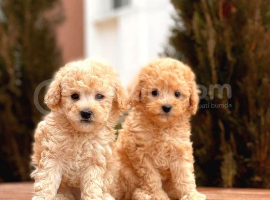 Toy Poodle Yavrular (Red, Red Brown, Apricot, Silver, Siyah) görsel