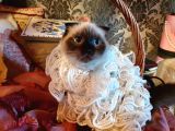 Scottish Fold Prensesim