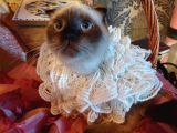 Scottish Fold Prensesim