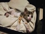 Annesiz Yavru Kedi Yuva Arıyor