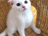 Çok Uyguna Eğik Kulak Beyaz Scottish Fold Yavrular