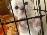 Scottish Fold Ve British Cinsi Mavi Gözlü Yavrularımız Rezerveye Müsaittir