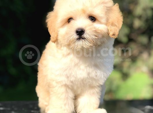 Apricot Maltipoo Yavrumuz