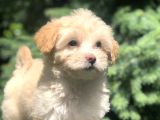 F2 Maltipoo Yavrumuz
