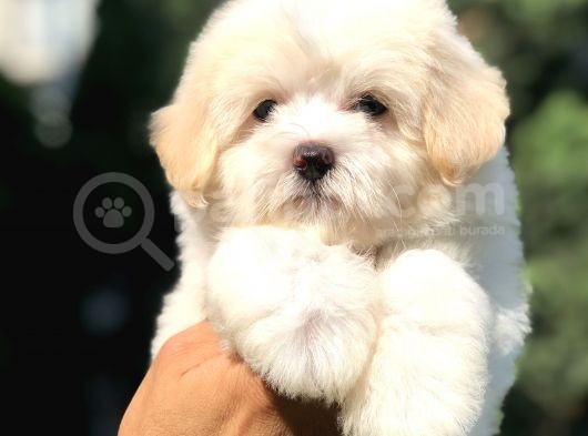 Özel Üretim Maltipoo Yavrumuz görsel
