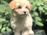 F2 Maltipoo Yavrumuz