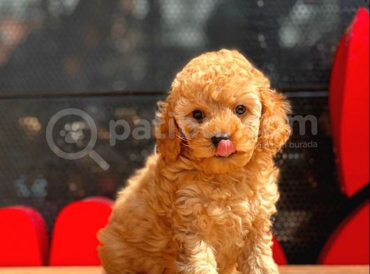 Toy Poodle Yavrular (Red, Red Brown, Apricot, Silver, Siyah) görsel