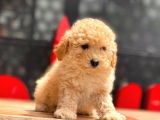 Toy Poodle Yavrular (Red, Red Brown, Apricot, Silver, Siyah)