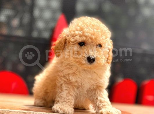 Toy Poodle Yavrular (Red, Red Brown, Apricot, Silver, Siyah) görsel